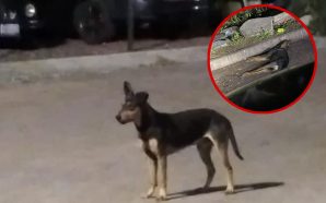 REPORTAN ENVENENAMIENTO DE PERROS EN LA COLONIA EL VERGEL