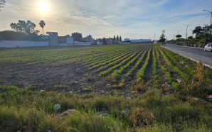 PRECIOS DEL PRODUCTO AGRÍCOLA DEPENDEN TAMBIÉN DE TEMAS INTERNACIONALES, ASEGURA…