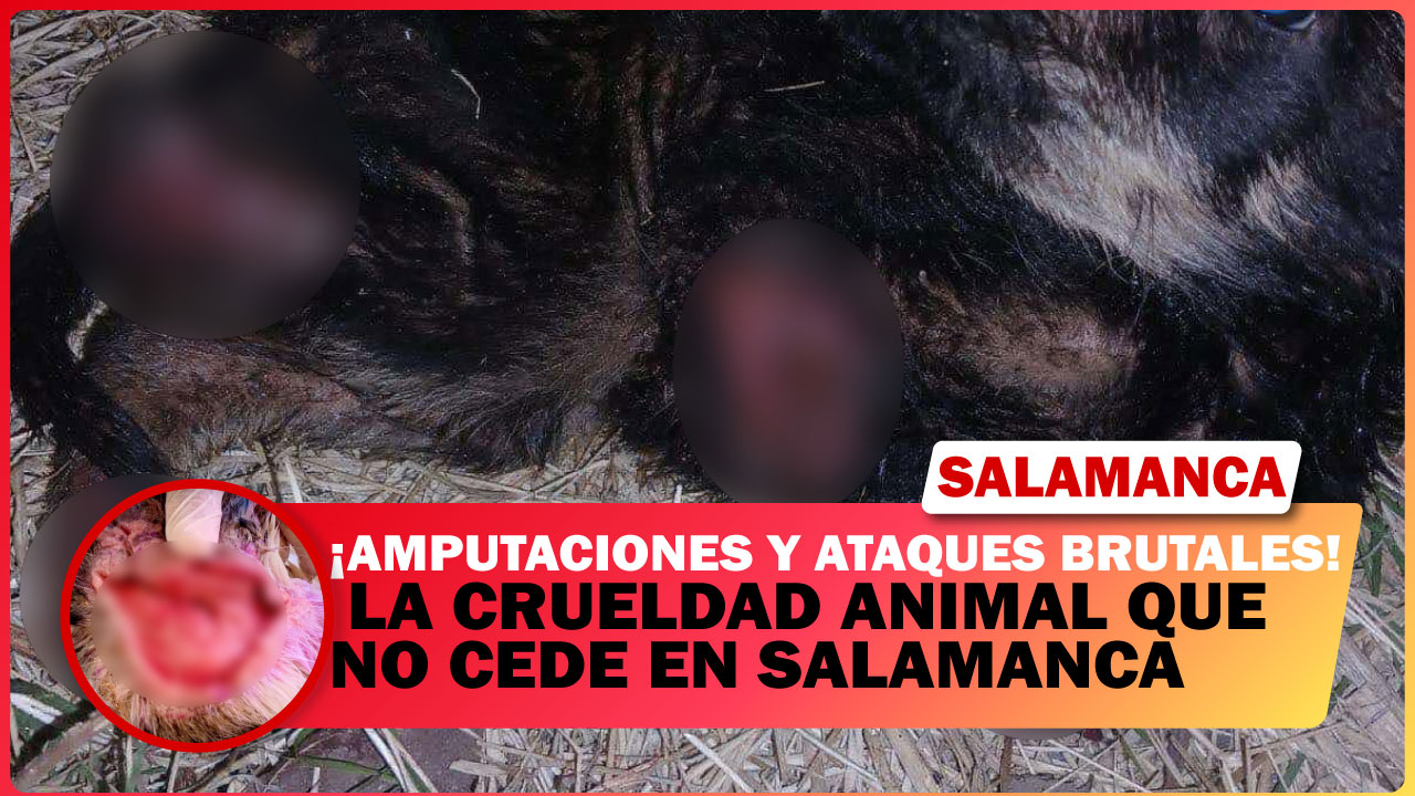 💥 AMPUTACIONES Y ATAQUES BRUTALES: LA CRUELDAD ANIMAL QUE NO CEDE EN SALAMANCA