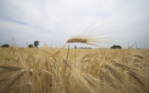 AGRICULTORES DE VALLE DE SANTIAGO HAN OPTADO POR EL TRIGO…