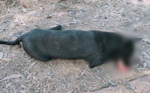 ENVENENAMIENTO DE PERROS SE EXTIENDE A LA COLONIA SAN JAVIER,…