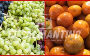 💥 ¿UVAS PARA FIN DE AÑO? EN SALAMANCA ESTA FRUTA…