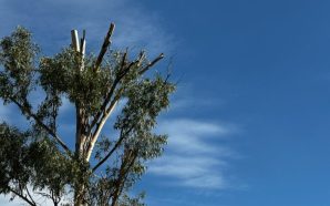 🆘 #VozCiudadana #Salamanca PODA DE ÁRBOLES EN JARDINES DEL SOL…