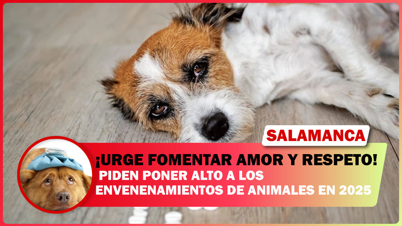 SALMANTINOS PIDEN PONER ALTO A LOS ENVENENAMIENTOS DE ANIMALES EN 2025, URGE FOMENTAR AMOR Y RESPETO HACIA ELLOS