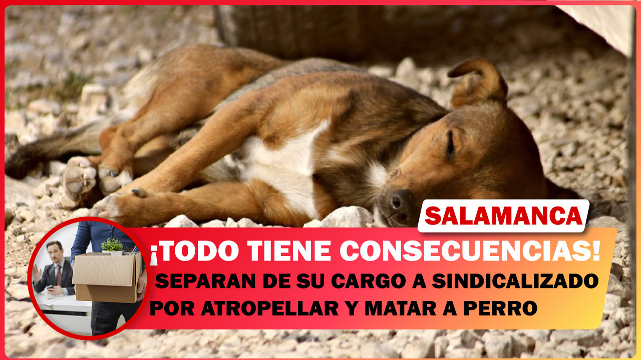 🔴 SEPARAN DE SU CARGO A SINDICALIZADO POR ATROPELLAR Y MATAR A PERRO