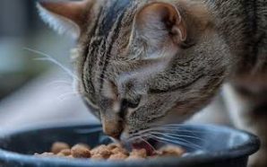 #Salud ALERTA: RETIRAN COMIDA PARA GATOS POR CONTAMINACIÓN CON SALMONELA