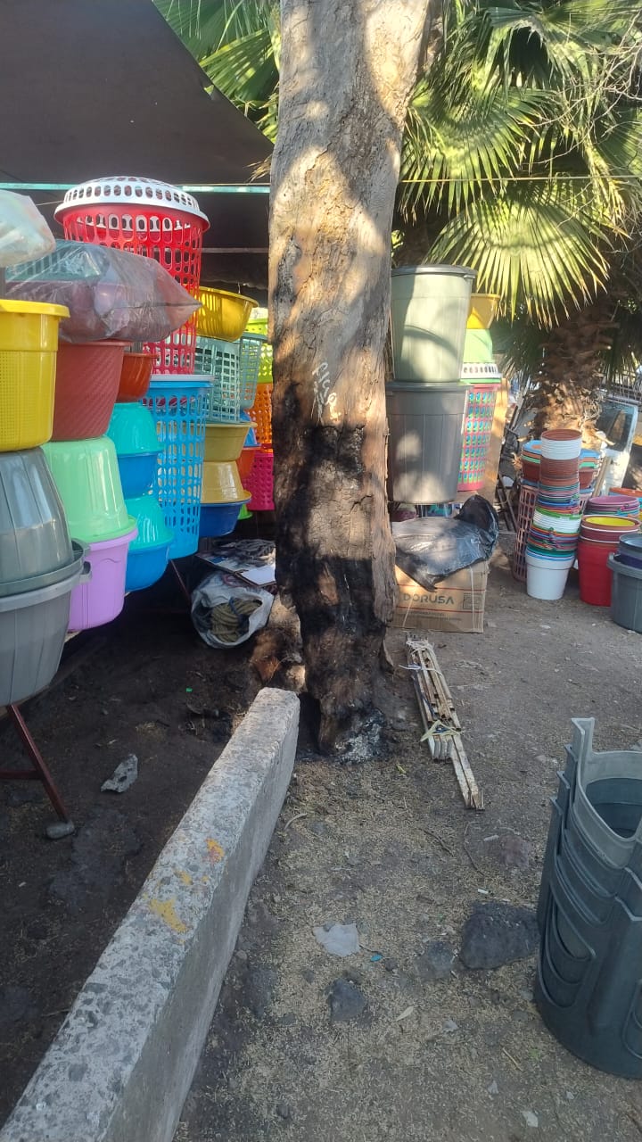 #Salamanca COMERCIANTES DEL TIANGUIS DE NATIVITAS PIDEN INTERVENCIÓN DE MEDIO AMBIENTE ANTE RIESGO DE CAÍDA DE ÁRBOL