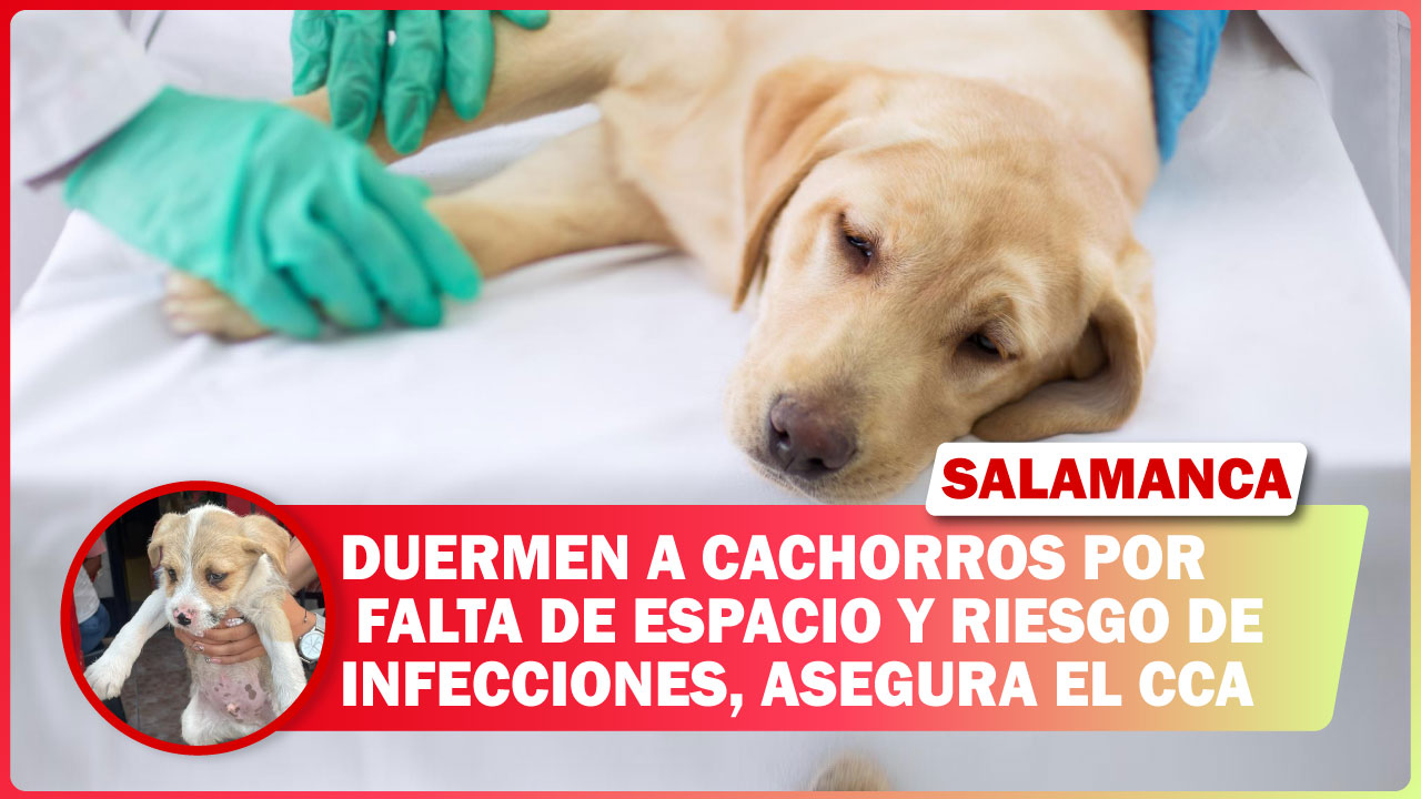 #Salamanca DUERMEN A CACHORROS POR FALTA DE ESPACIO Y RIESGO DE INFECCIONES, ASEGURA EL CCA