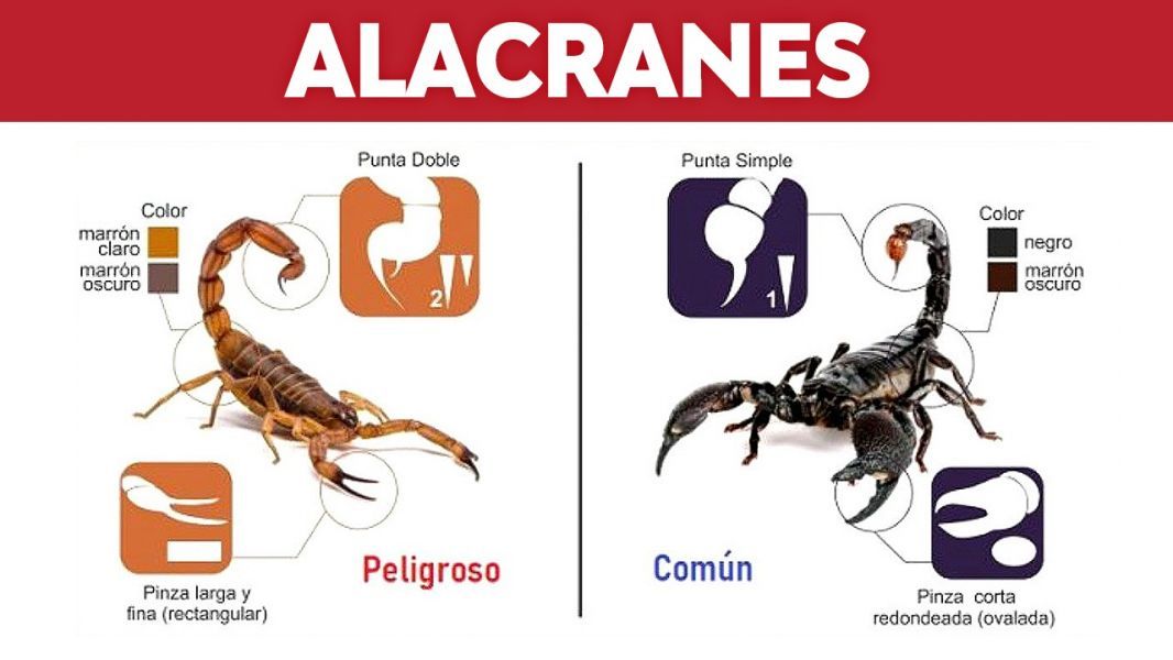 🚨 🦂 🦂 #SALAMANCA, FOCO ROJO POR PICADURAS DE ALACRÁN: MÁS DE 2 MIL CASOS EN UN AÑO Y LA TENDENCIA SIGUE