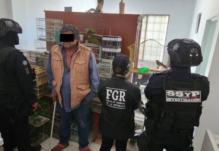 #Celaya LO DETIENEN POR PRESUNTA VENTA ILEGAL DE AVES SILVESTRES Y EN PELIGRO DE EXTINCIÓN