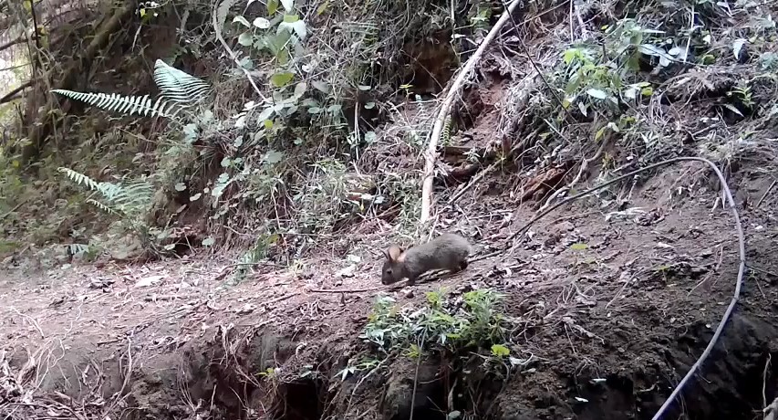 #Nacional REAPARECE EL CONEJO MEXICANO DE OMILTEMI TRAS MÁS DE UN SIGLO DE AUSENCIA
