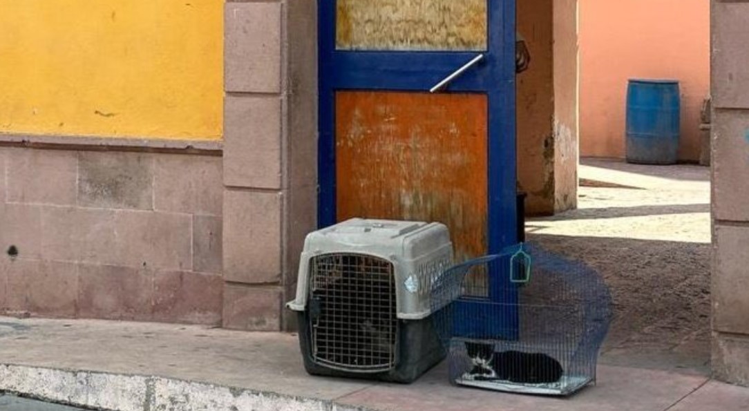 #Xichú RESCATAN A DOS GATITOS MALTRATADOS EN RODEO; UNO PRESENTA QUEMADURAS GRAVES