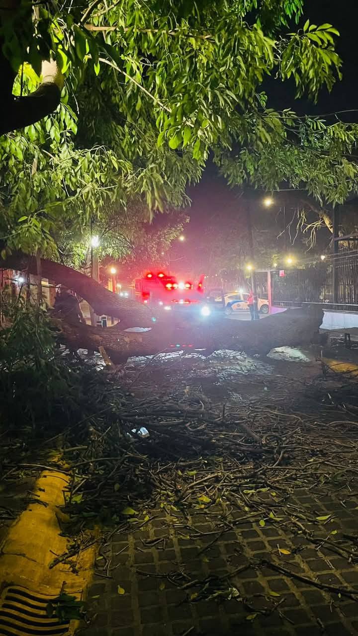 CAEN CUATRO ÁRBOLES EN CELAYA TRAS FUERTES LLUVIAS  