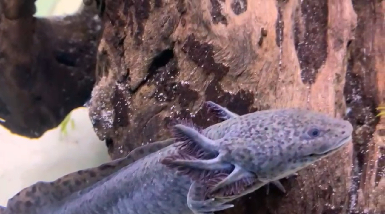 💦 🦎🌿¡GUANAJUATO TAMBIÉN TIENE AJOLOTES! PERO SOLO UNA ESPECIE VIVE ESCONDIDA EN LAGOS Y BOSQUES