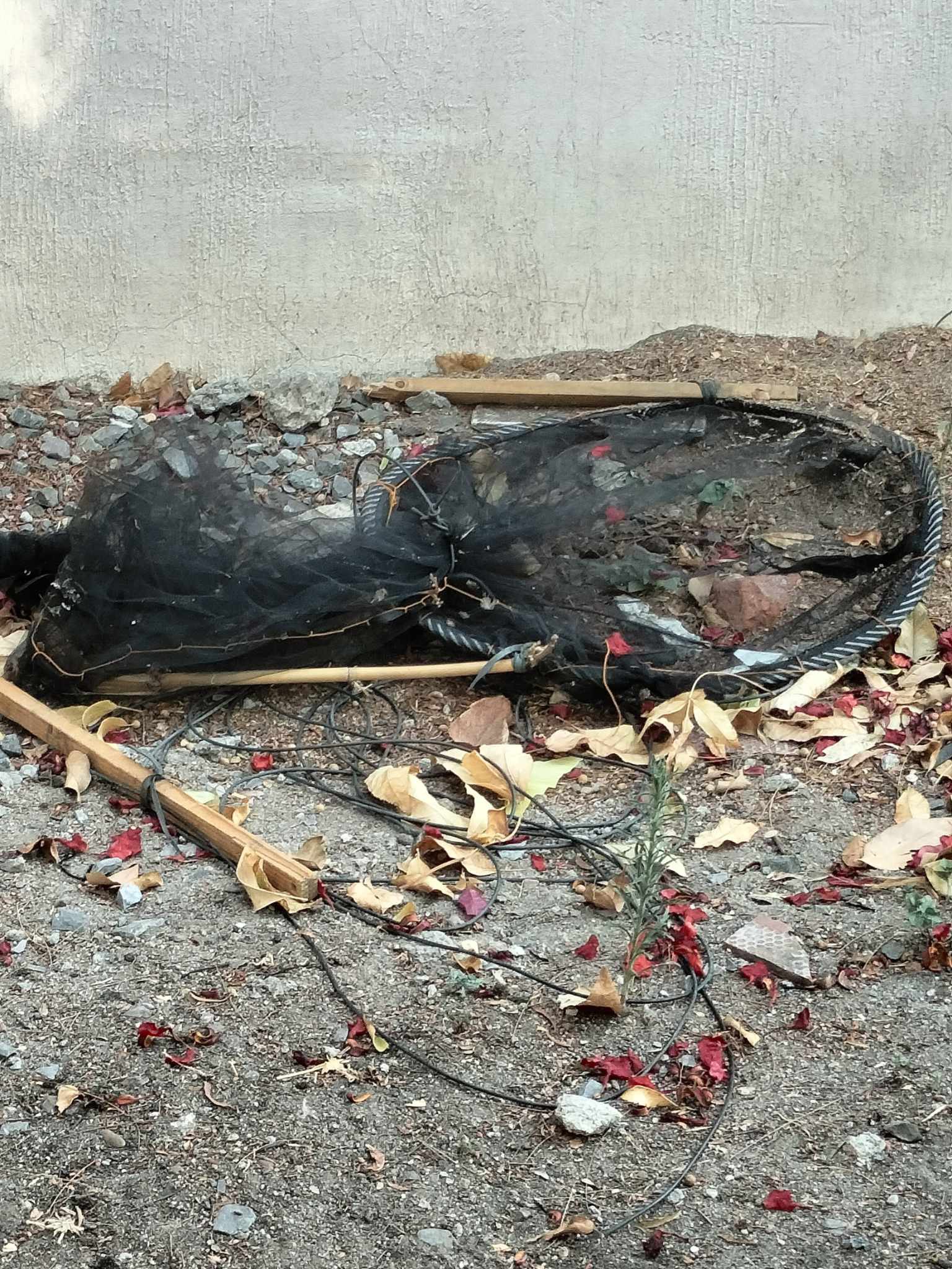 #SALAMANCA| DENUNCIAN MALTRATO Y CAZA ILEGAL DE COTORRITOS EN ÁREA VERDE CERCA DE LA PRIMARIA RIAMA
