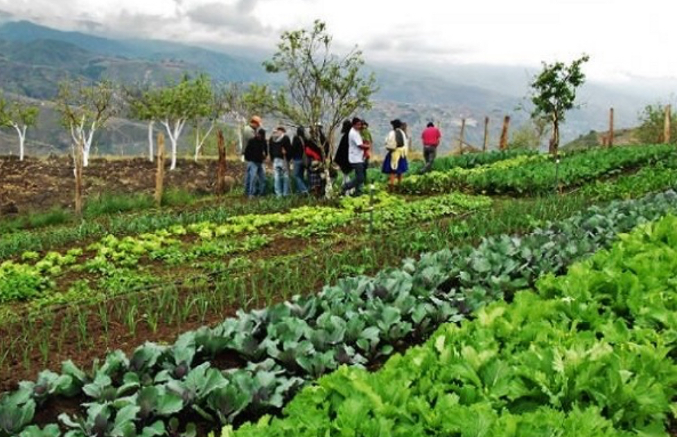 #Biósfera FUTURO DE LA AGROECOLOGÍA EN MÉXICO