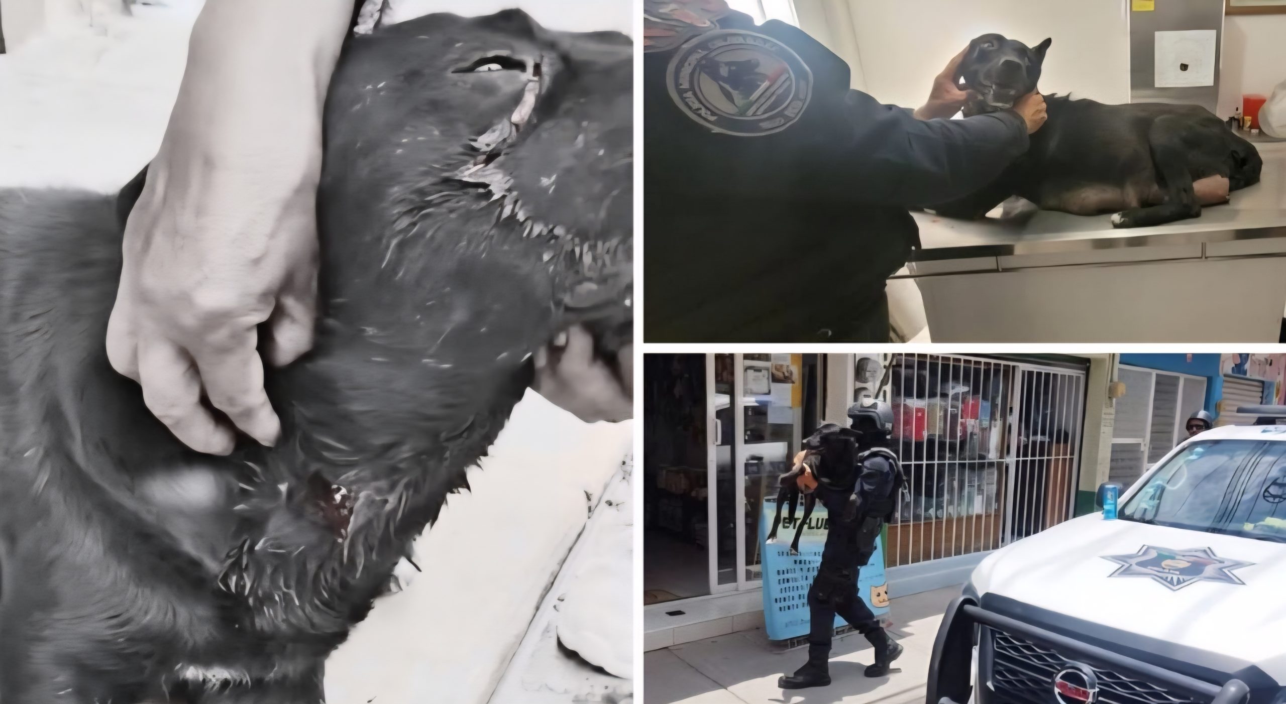 ATAQUE BRUTAL A PERRA EN CELAYA, VECINOS INTERVIENEN Y AUTORIDADES ACTÚAN  