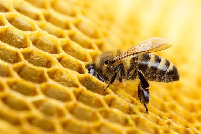 DÍA MUNDIAL DE LAS ABEJAS: PEQUEÑAS HEROÍNAS QUE SOSTIENEN LA VIDA