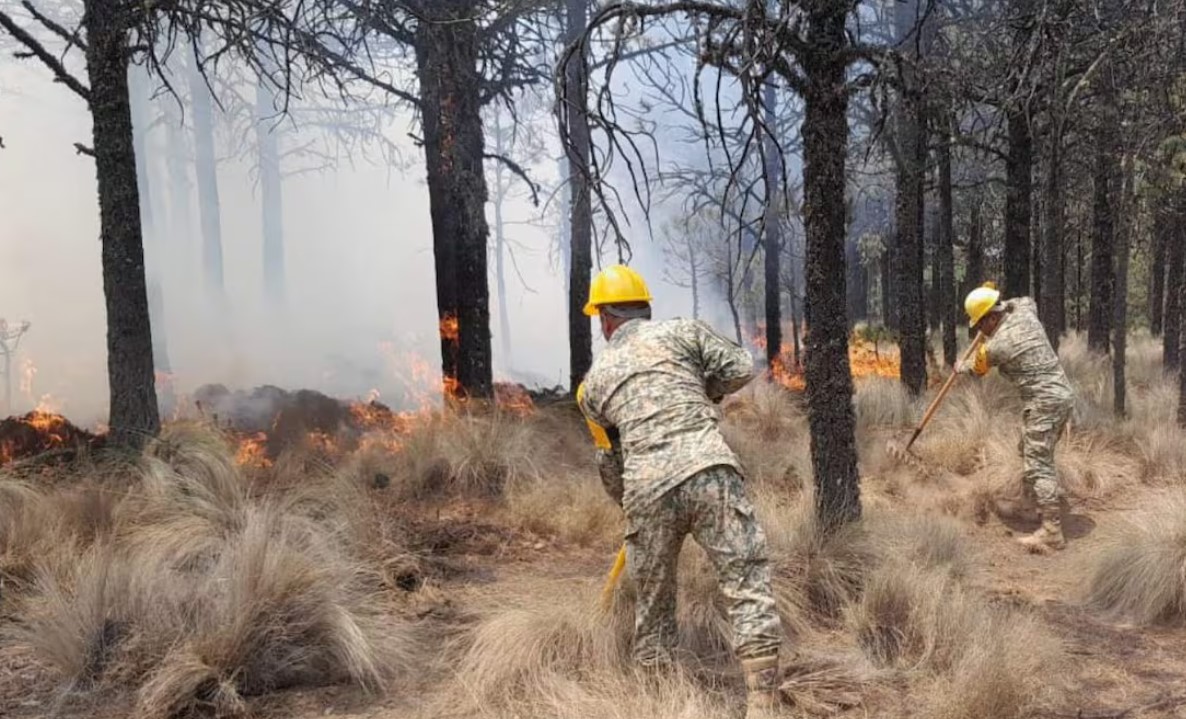 TRAGEDIA AMBIENTAL EN CHIAPAS, 826 HECTÁREAS BAJO CENIZAS