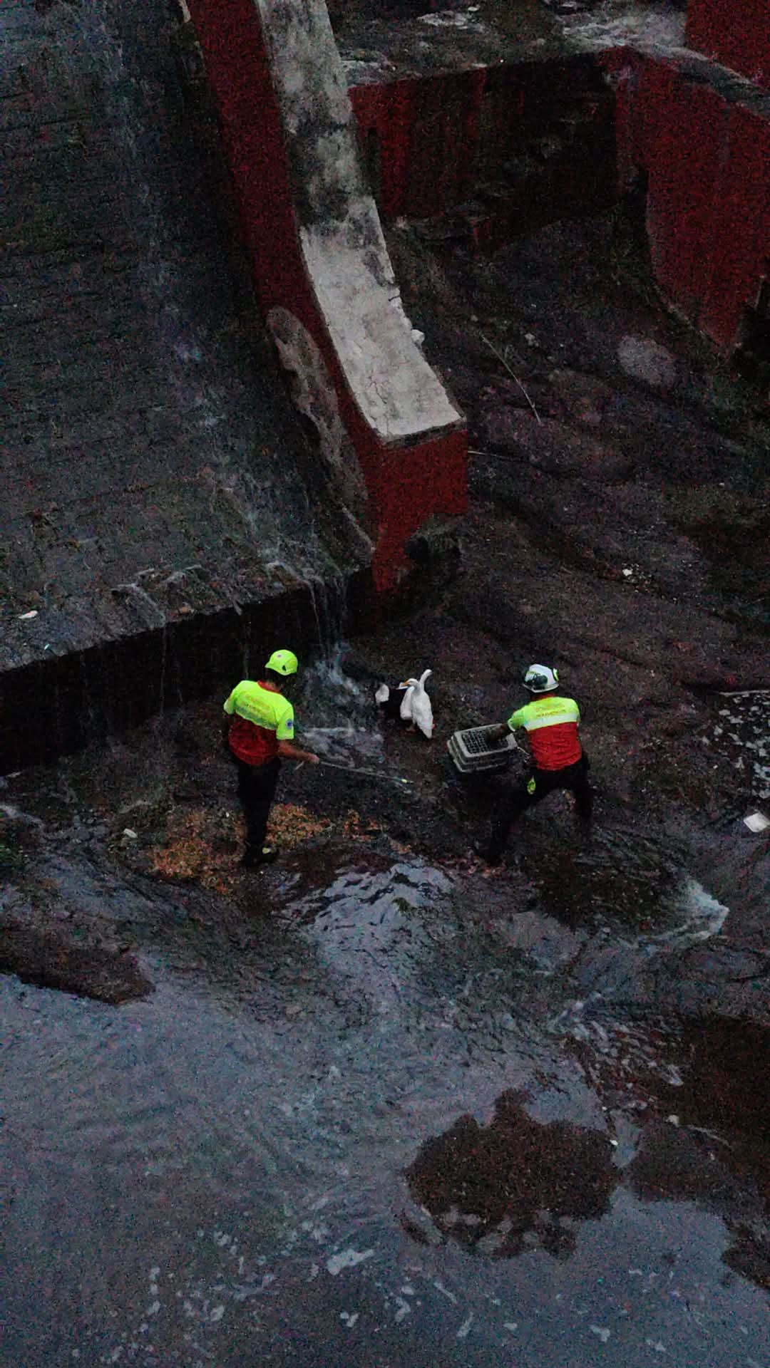RESCATE HEROICO DE PATOS EN LA PRESA DE LA OLLA