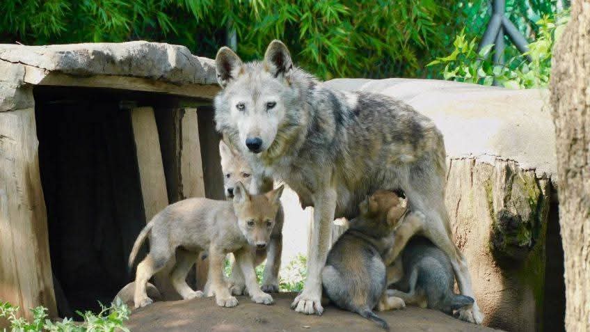💥 CUATRO NUEVAS VIDAS LLEGAN PARA DAR FUERZA AL SUEÑO DEL LOBO 🐺 MEXICANO