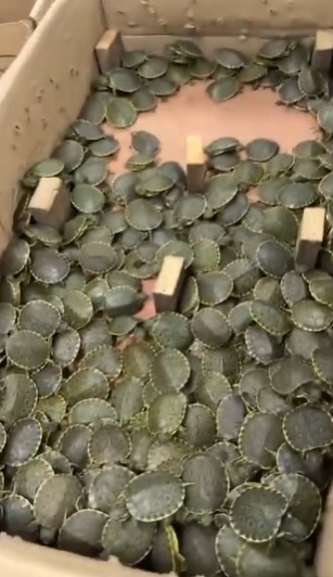 #Nacional #Chiapas RESCATAN A MÁS DE 3 MIL 400 TORTUGAS PAVOREAL EN SAN CRISTÓBAL DE LAS CASAS