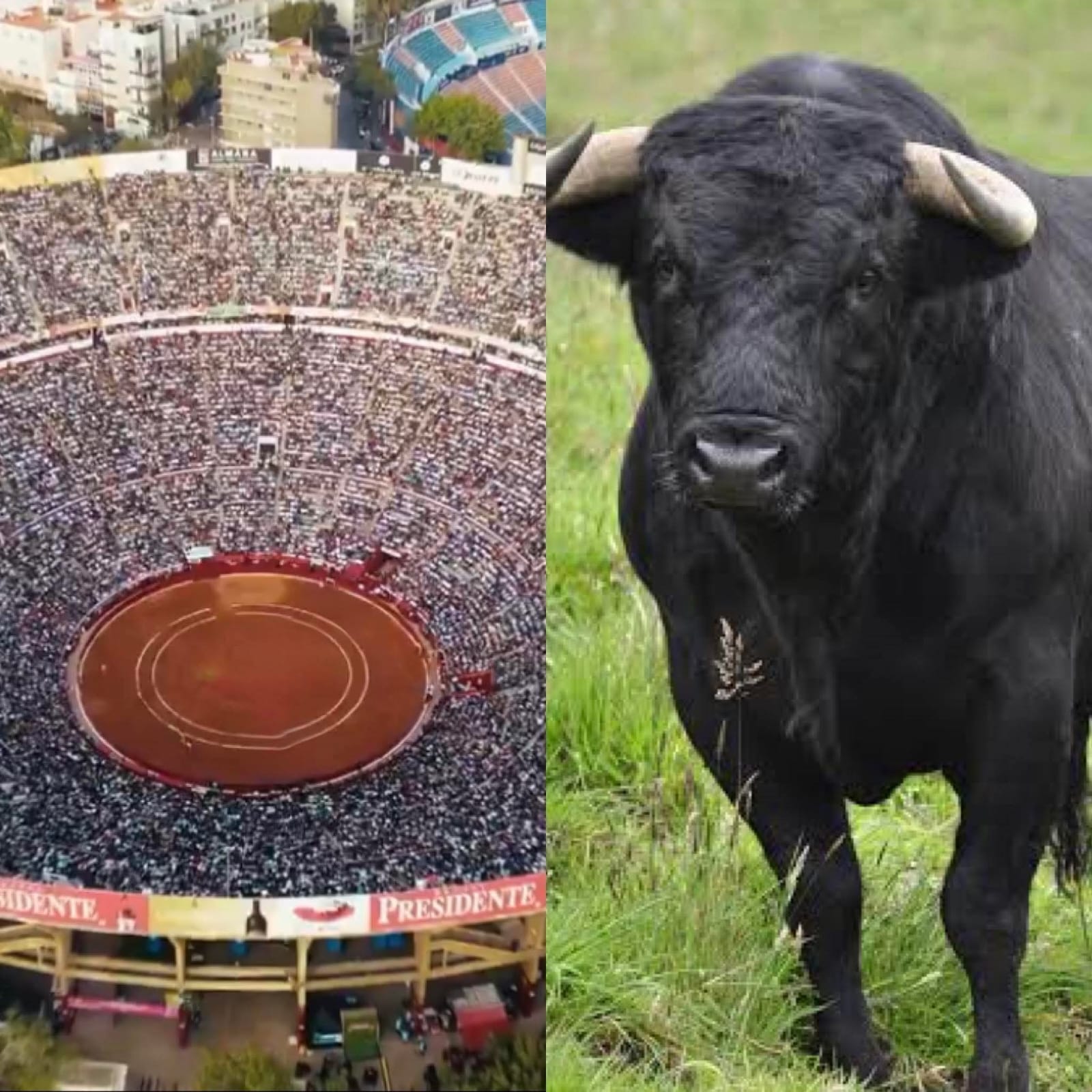Plaza de Toros México suspende corridas y novilladas tras nueva ley