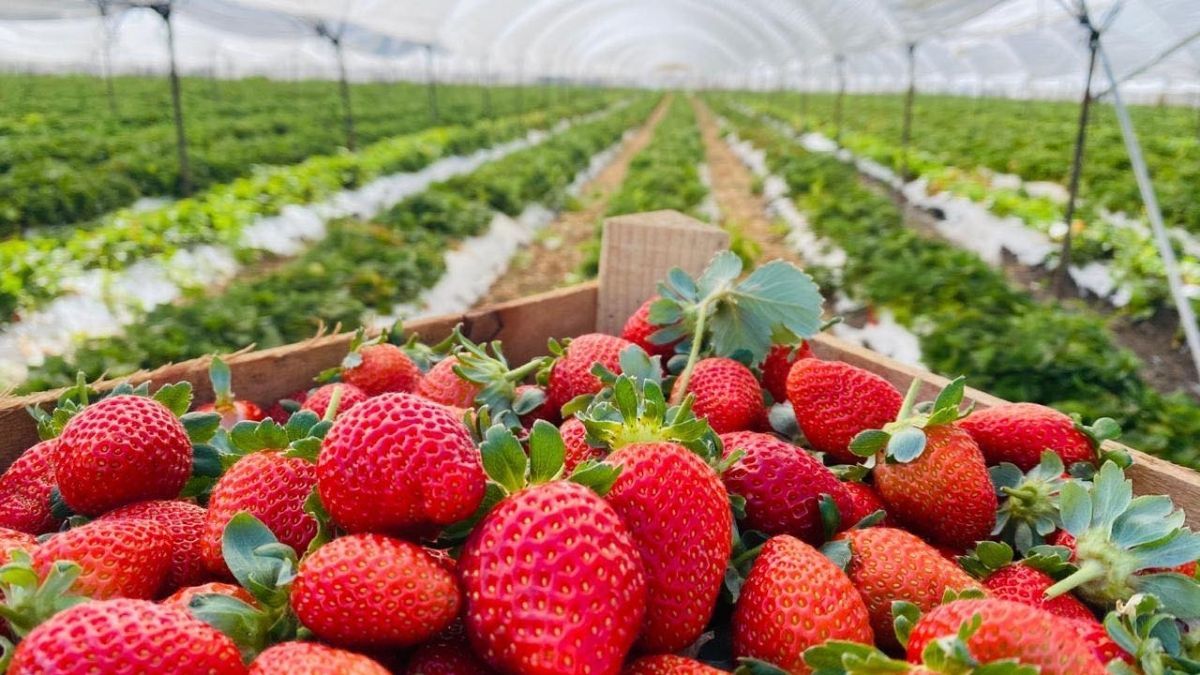 💥 TEMPORADA DE FRESAS 🍓 TERMINA CON PRECIOS MÁS ALTOS POR CONDICIONES CLIMÁTICAS