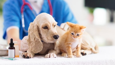 💥 LEÓN LANZA HOSPITAL VETERINARIO CON PRECIOS ACCESIBLES