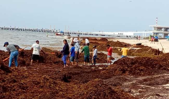 #Nacional ADVIERTEN QUE PLAYAS MEXICANAS PODRÍAN LLENARSE DE SARGAZO