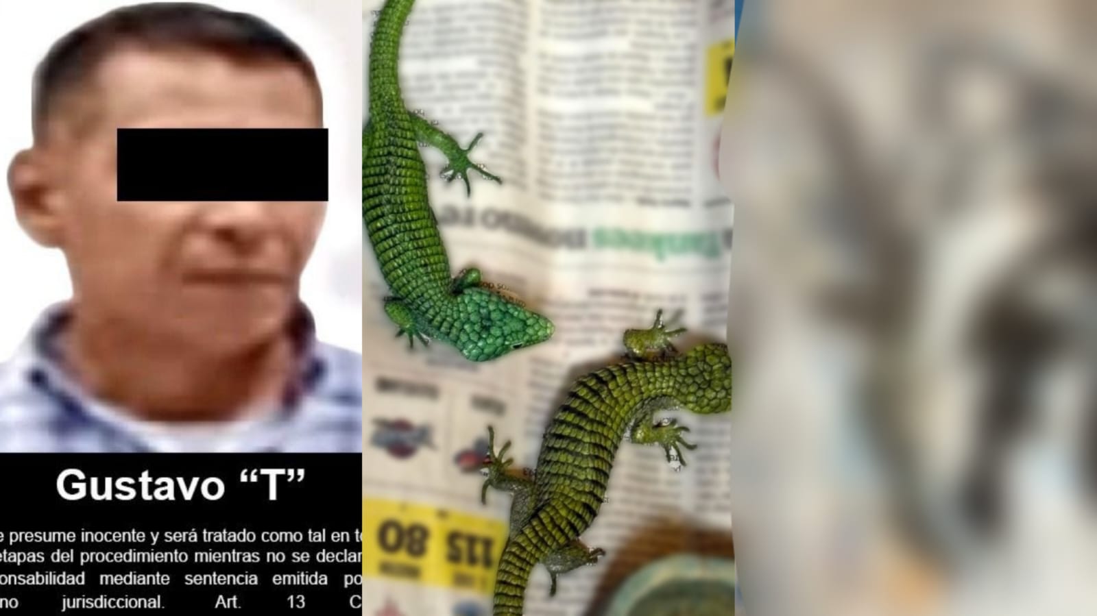 #Nacional CAE PRESUNTO TRAFICANTE INTERNACIONAL DE ESPECIES PROTEGIDAS CON CASI 300 REPTILES EN MALETAS