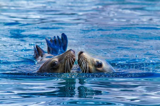 #Nacional Senado prohíbe espectáculos con mamíferos marinos, solo podrán ser utilizados con fines científicos y de conservación