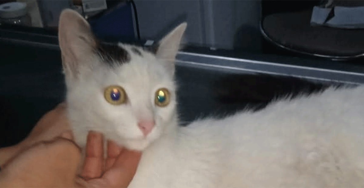 💥 Crueldad viral: niña graba maltrato animal en colonia La Luz, de León
