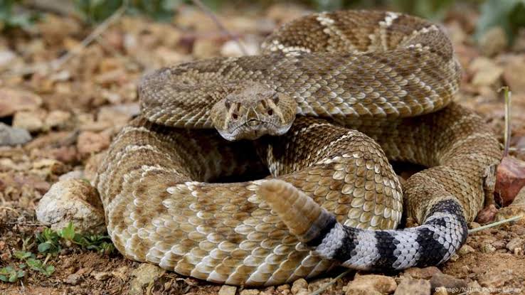 💥 Temporada de lluvias dispara avistamientos de serpientes 🐍 venenosas en Acámbaro