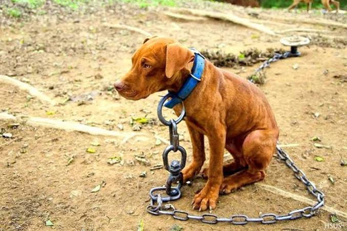 💥 Guanajuato busca implementar «castigos» más severos para casos de maltrato animal