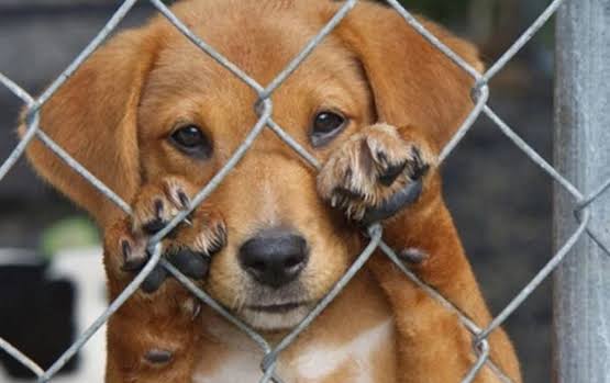 💥 Guanajuato busca implementar castigos más severos para casos de maltrato animal