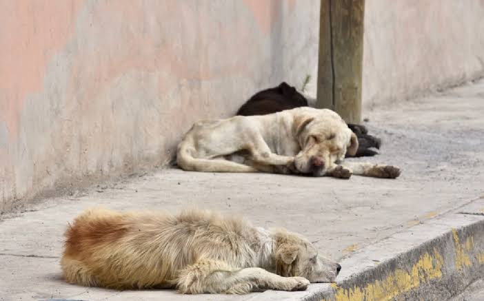 💥 Villagrán y León se consolidan como referentes en protección y cuidado animal en el estado