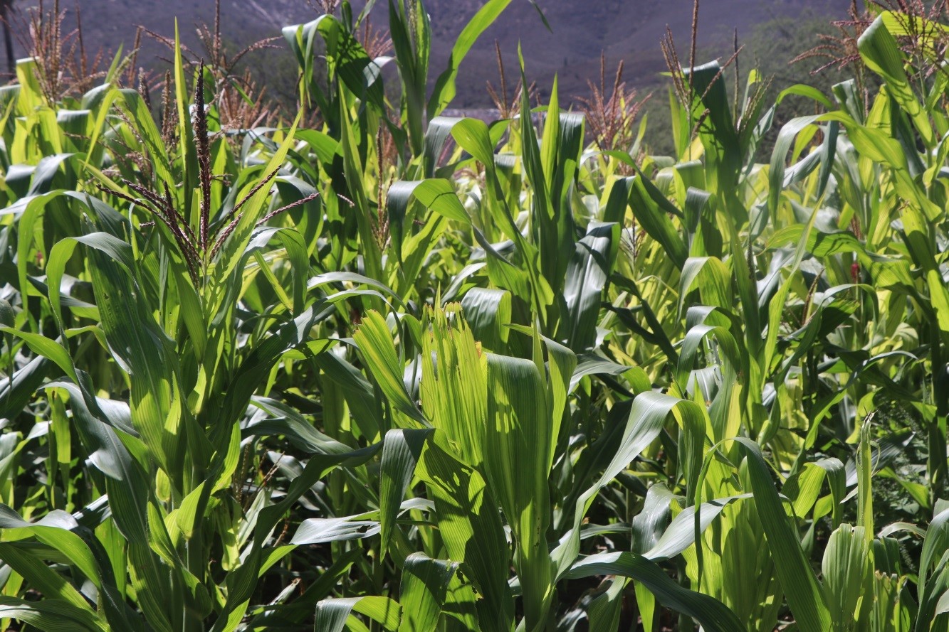 #Ocampo Lluvia y desborde de la presa no solo dejó daños en sus hogares, también en sus cultivos