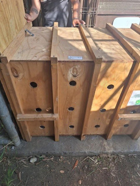 La osa “Mina” deja el abandono y comienza nueva vida en Hidalgo 🐻