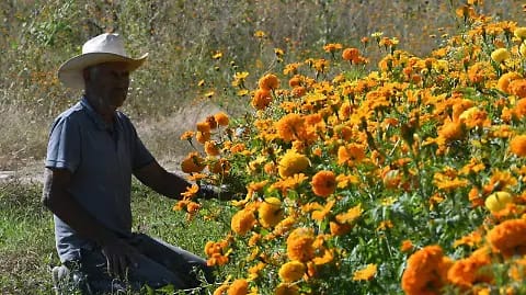 Campesino de Irapuato duerme junto a sus flores para evitar robos