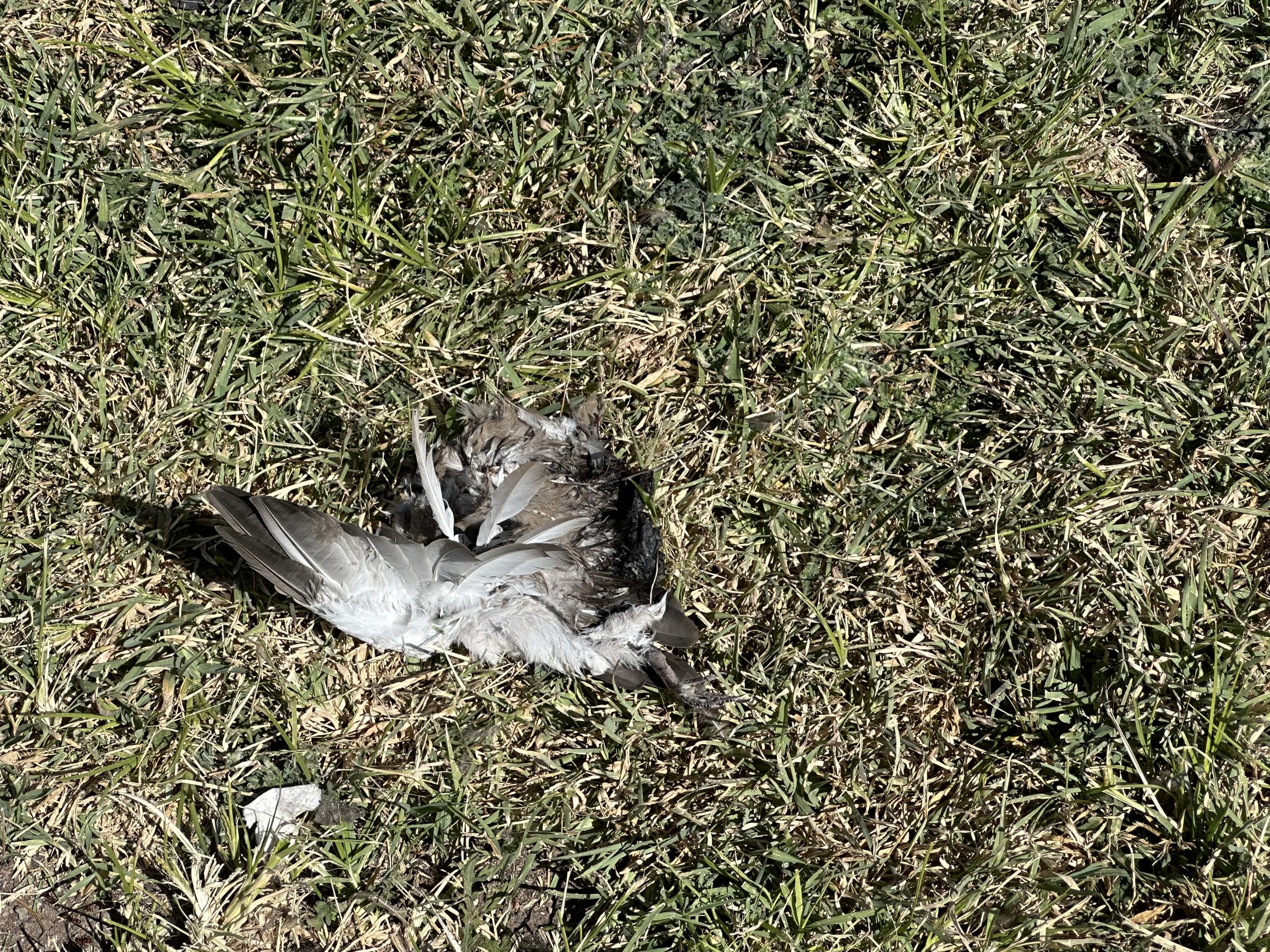 Animales muertos y abandono frente a la Prepa Salamanca. Estudiantes piden atención de las autoridades