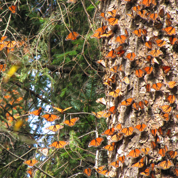 💥 Después de años difíciles, la monarca vuelve a llenar los bosques michoacanos
