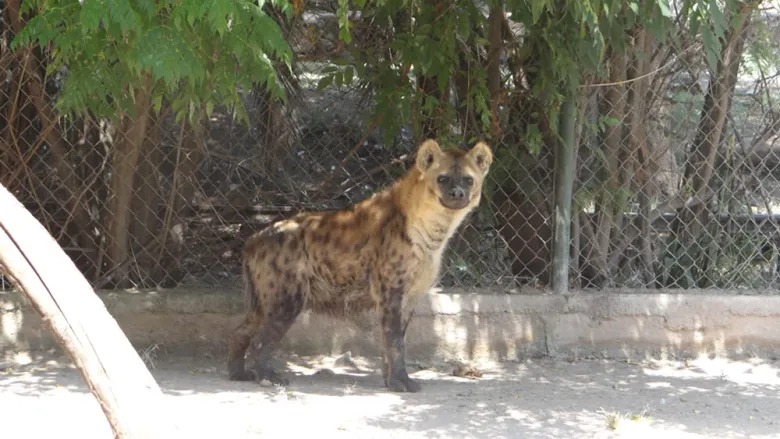 💥 Llega “Winnie” a zoológico de Irapuato, una hembra de hiena moteada proveniente de Chapultepec
