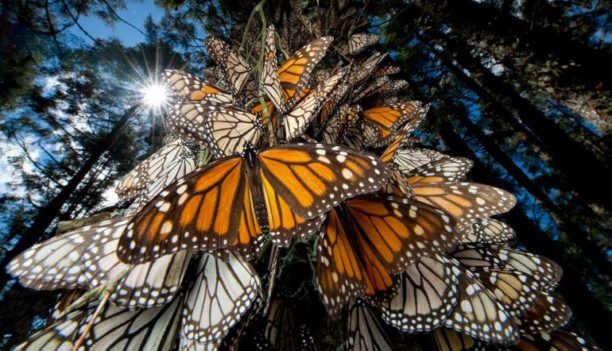 💥 Guanajuato recibirá a la mariposa monarca gracias a jardines polinizadores