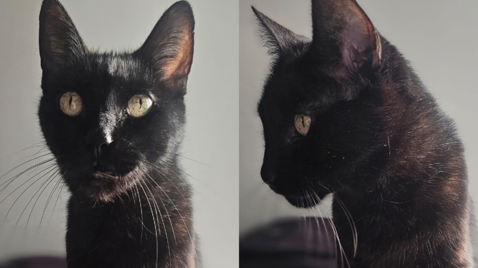 💥 Animalistas salmantinos alertan a no dar en adopción a mascotas, sobre todo de color negro. Suelen ser usados en rituales