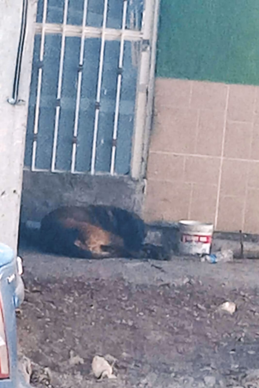 #Salamanca Mujer es atacada por perro en colonia San Javier, vecinos piden intervención de Control Animal por su seguridad