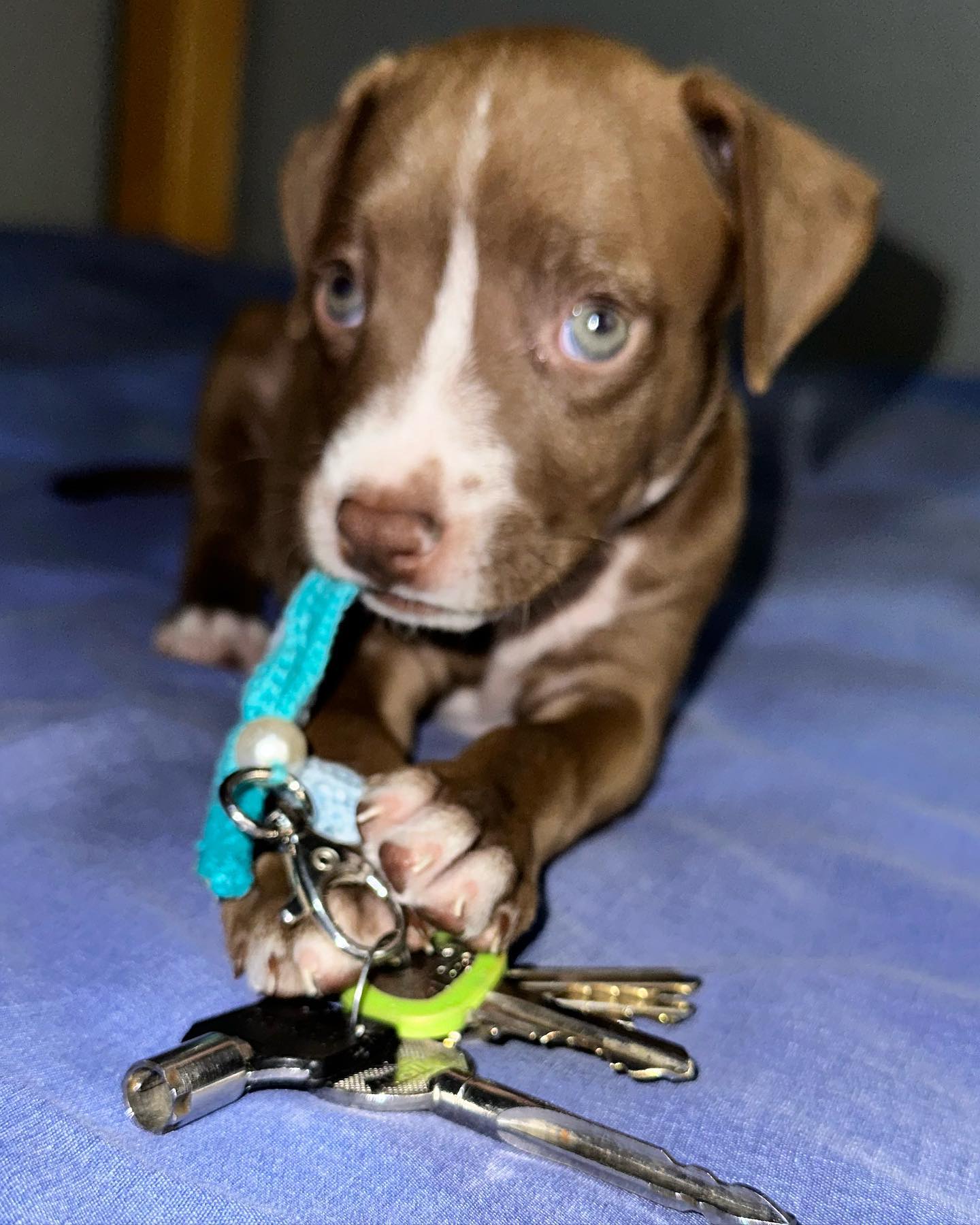 Más de 5 mil vacunas antirrábicas llegan a #Salamanca. Si no vacunaste a tu mascota en septiembre, ahora es momento