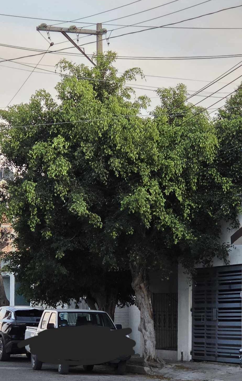 #Salamanca 💥 Urge poda en Jardines del Sol. Árboles tocan cables y vecinos temen por accidentes