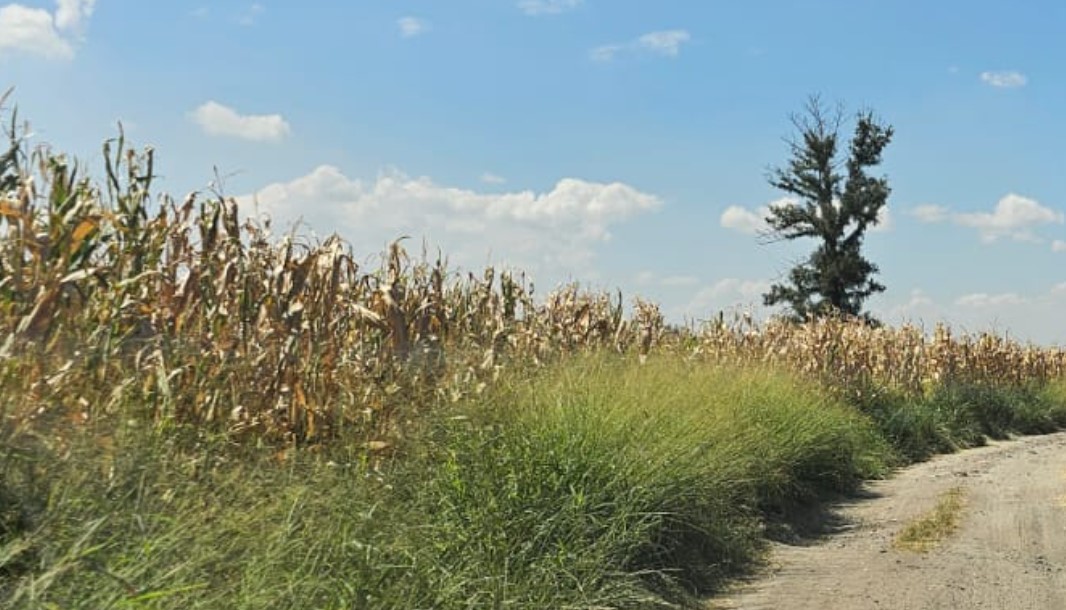#Salamanca Con un disparo en la cabeza asesinan a un hombre en la comunidad de Barrón