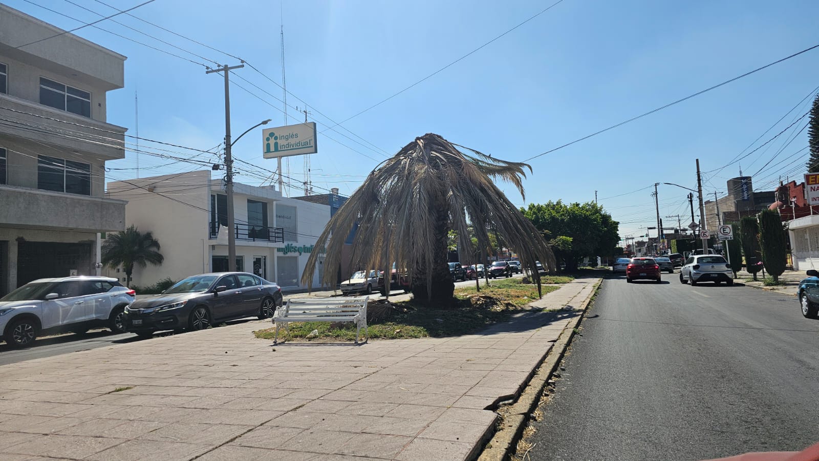 #Salamanca Supuesta falta de riego ha secado palmeras en la colonia Bellavista